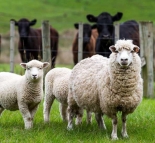 گوسفند زنده